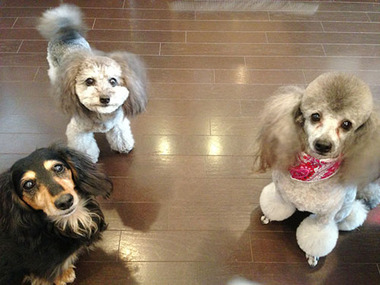 静岡で愛犬の床をご希望の方はリブランへ！